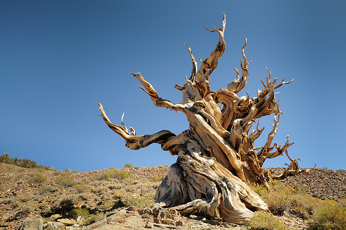 Les 5 arbres les plus originaux de la planète